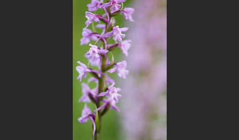 Große Händelwurz (Gymnadenia conopsea)