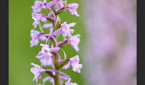 Große Händelwurz (Gymnadenia conopsea)