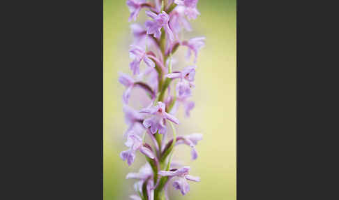 Große Händelwurz (Gymnadenia conopsea)