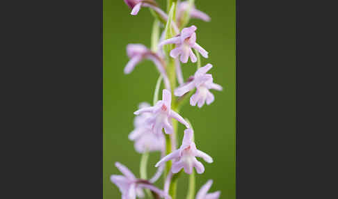 Große Händelwurz (Gymnadenia conopsea)