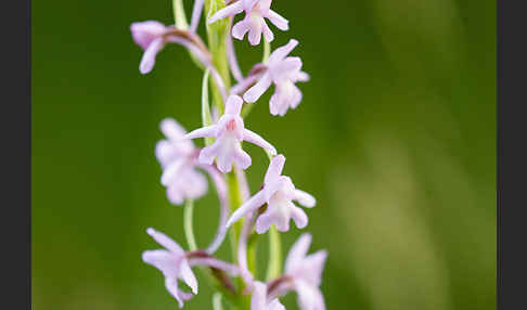 Große Händelwurz (Gymnadenia conopsea)