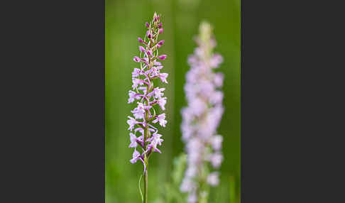 Große Händelwurz (Gymnadenia conopsea)