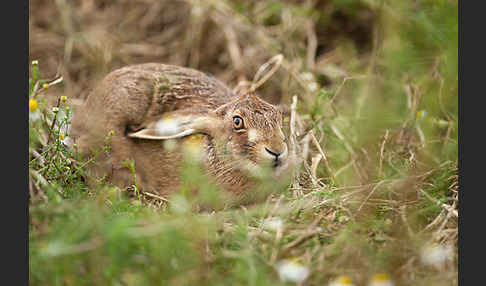 Feldhase (Lepus europaeus)