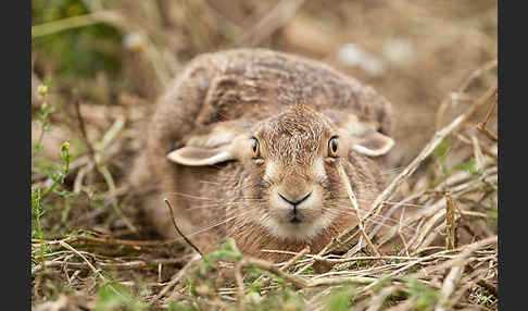 Feldhase (Lepus europaeus)