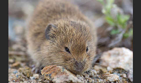 Feldmaus (Microtus arvalis)