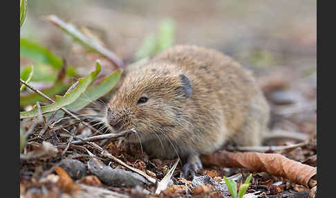 Feldmaus (Microtus arvalis)