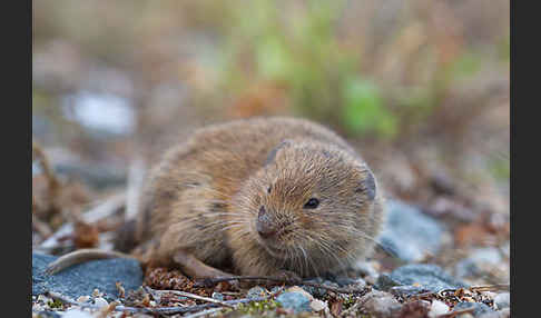 Feldmaus (Microtus arvalis)