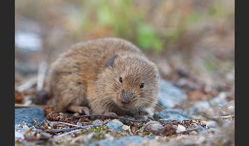 Feldmaus (Microtus arvalis)