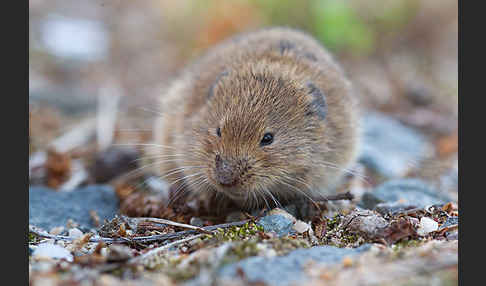 Feldmaus (Microtus arvalis)