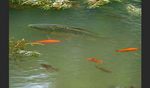 Karpfen (Cyprinus carpio)