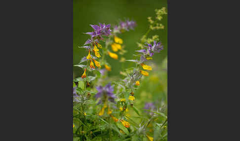 Hain-Wachtelweizen (Melampyrum nemorosum)