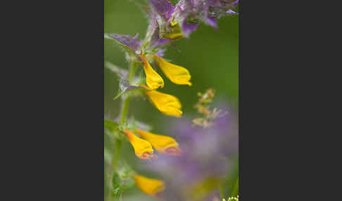 Hain-Wachtelweizen (Melampyrum nemorosum)