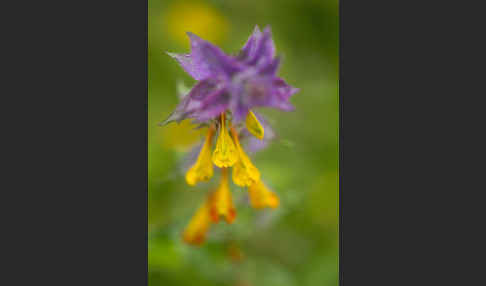 Hain-Wachtelweizen (Melampyrum nemorosum)