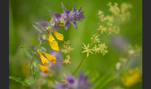 Hain-Wachtelweizen (Melampyrum nemorosum)