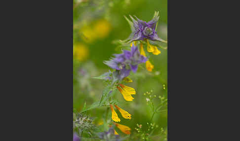 Hain-Wachtelweizen (Melampyrum nemorosum)