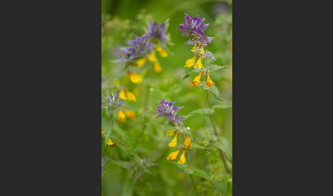 Hain-Wachtelweizen (Melampyrum nemorosum)