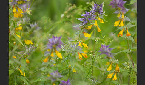 Hain-Wachtelweizen (Melampyrum nemorosum)