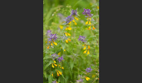 Hain-Wachtelweizen (Melampyrum nemorosum)