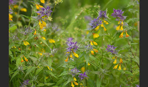 Hain-Wachtelweizen (Melampyrum nemorosum)