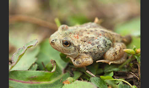 Knoblauchkröte (Pelobates fuscus)