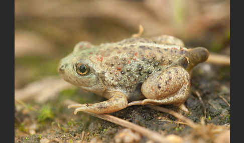 Knoblauchkröte (Pelobates fuscus)