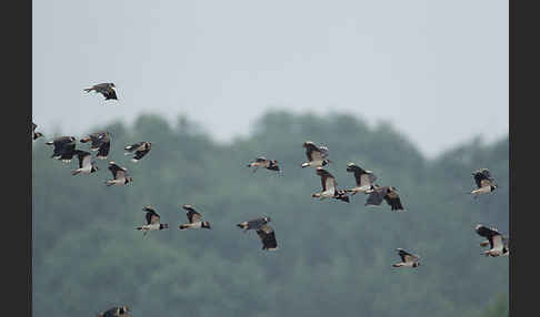 Kiebitz (Vanellus vanellus)