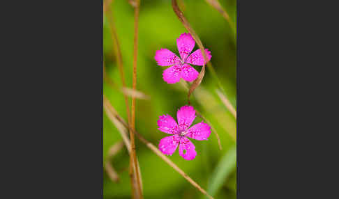 Heide-Nelke (Dianthus deltoides)