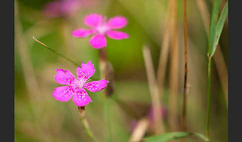 Heide-Nelke (Dianthus deltoides)