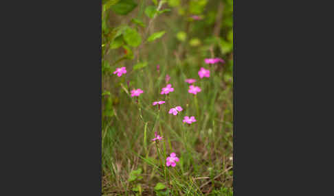 Heide-Nelke (Dianthus deltoides)