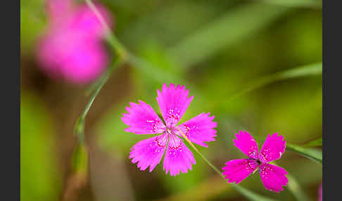 Heide-Nelke (Dianthus deltoides)