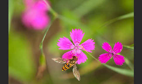 Heide-Nelke (Dianthus deltoides)