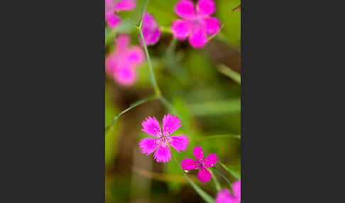 Heide-Nelke (Dianthus deltoides)