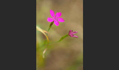 Heide-Nelke (Dianthus deltoides)