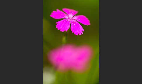 Heide-Nelke (Dianthus deltoides)