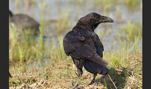 Kolkrabe (Corvus corax)