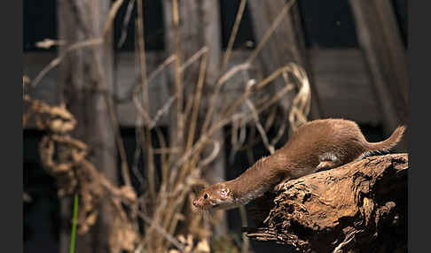 Mauswiesel (Mustela nivalis)