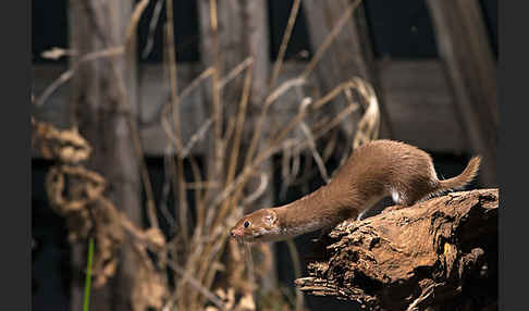 Mauswiesel (Mustela nivalis)