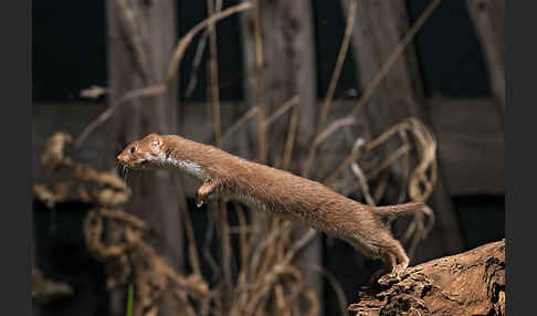 Mauswiesel (Mustela nivalis)