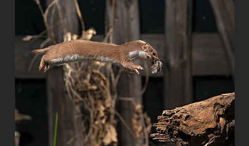 Mauswiesel (Mustela nivalis)