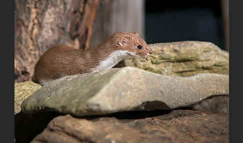 Mauswiesel (Mustela nivalis)