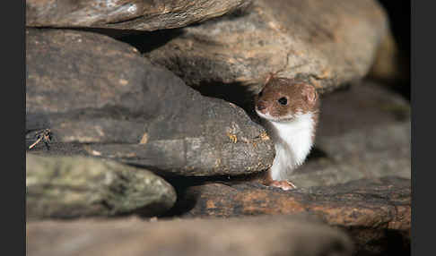 Mauswiesel (Mustela nivalis)