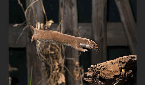 Mauswiesel (Mustela nivalis)