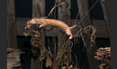 Mauswiesel (Mustela nivalis)