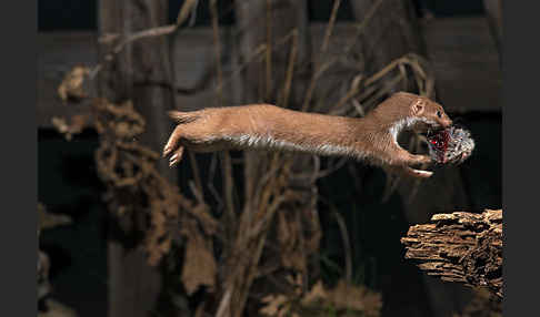 Mauswiesel (Mustela nivalis)