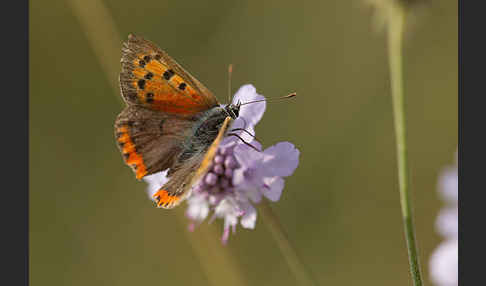 Kleiner Feuerfalter (Lycaena phlaeas)