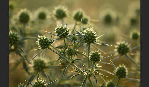 Feld-Mannstreu (Eryngium campestre)