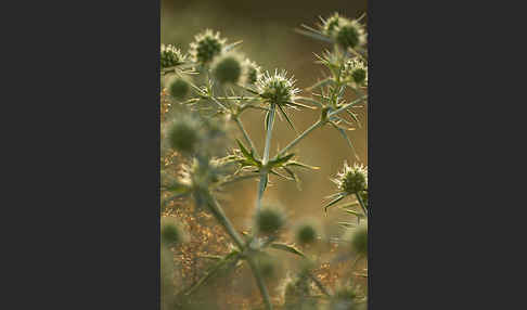 Feld-Mannstreu (Eryngium campestre)