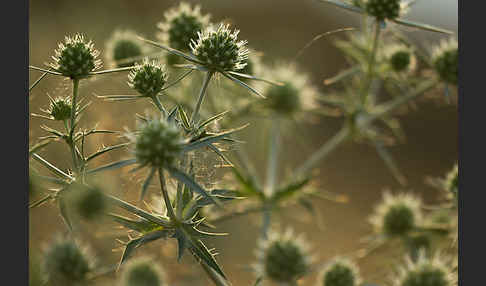 Feld-Mannstreu (Eryngium campestre)