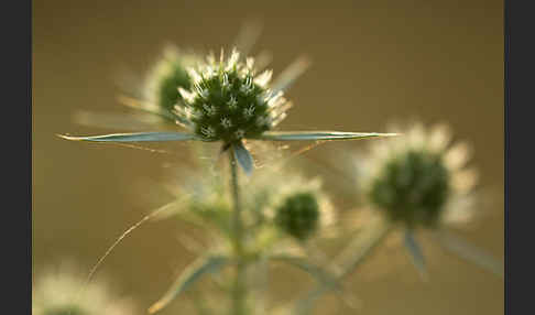 Feld-Mannstreu (Eryngium campestre)