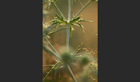 Feld-Mannstreu (Eryngium campestre)